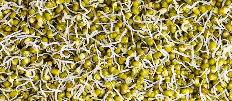 Sprouted lentils raw vegan iron