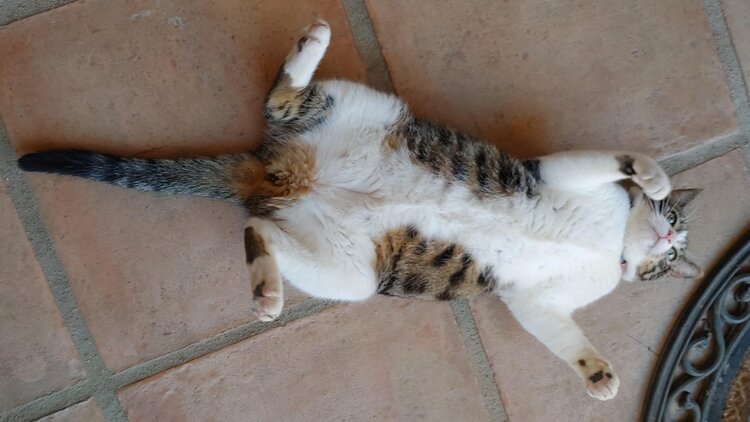 Pregnant Pandemic Rescue Cat