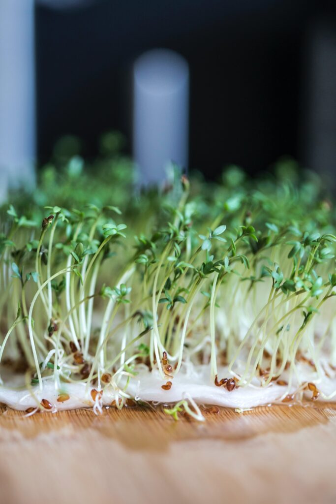 Sprouting Microgreens