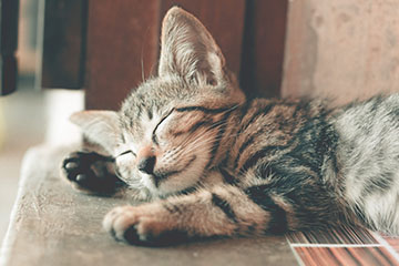 Sleeping Cat sleep 101