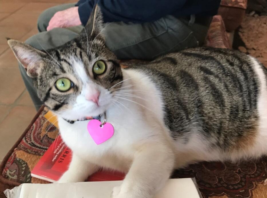 Misty the Cat