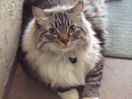Nicholas my rescue kitty