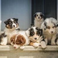 Group of dogs hanging out together