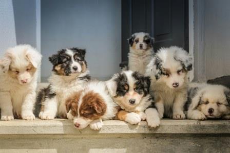 Group of dogs hanging out together