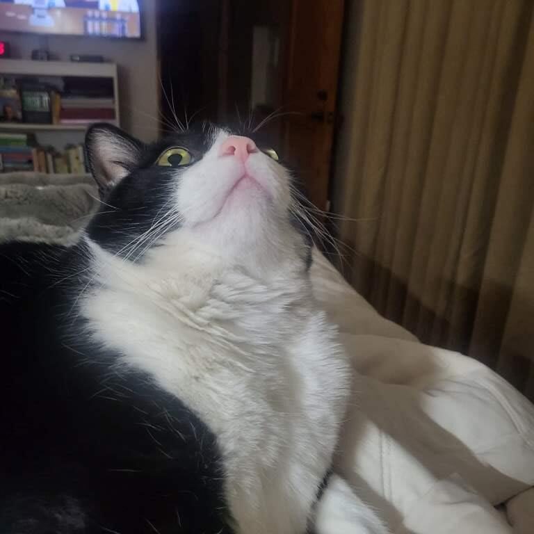 Tuxedo Cat Staring at the Ceiling
