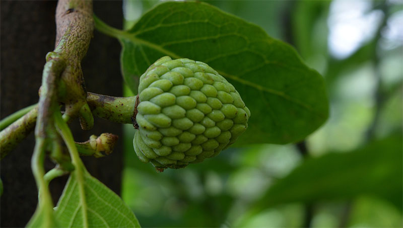 Sweet Secrets of Cherimoyas
