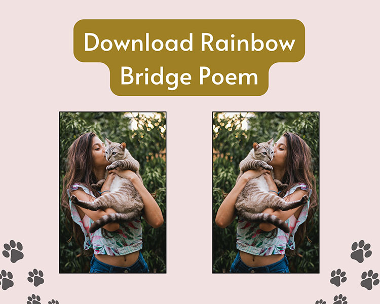 Rainbow Bridge Poem Download